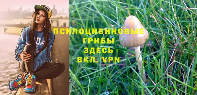 Псилоцибиновые грибы Magic Shrooms Тобольск